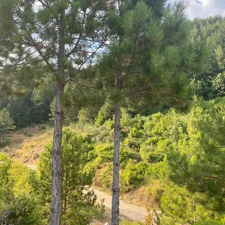 Laci Tirana