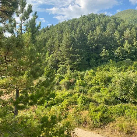 Laci * Tirana