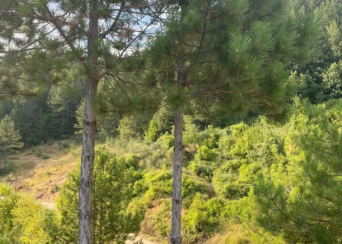 Laci Tirana