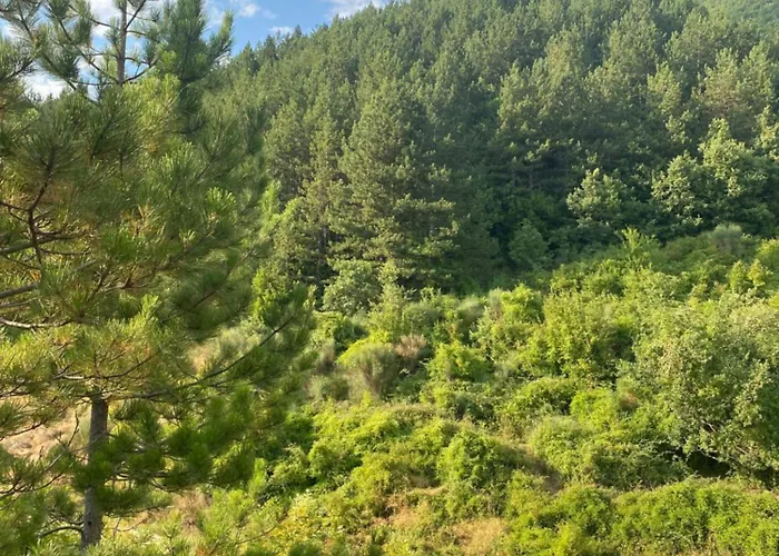 Laci * Tirana